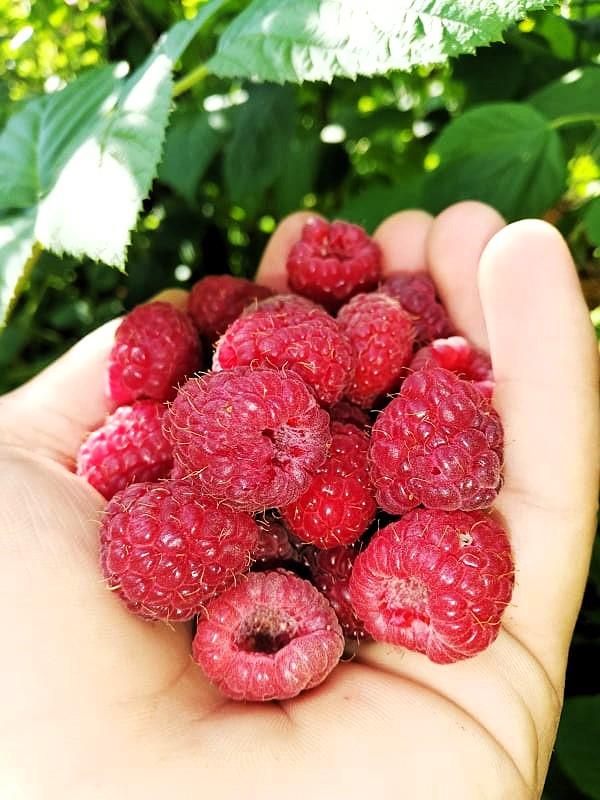 LOZNICA - Loša godina za malinu.jpg