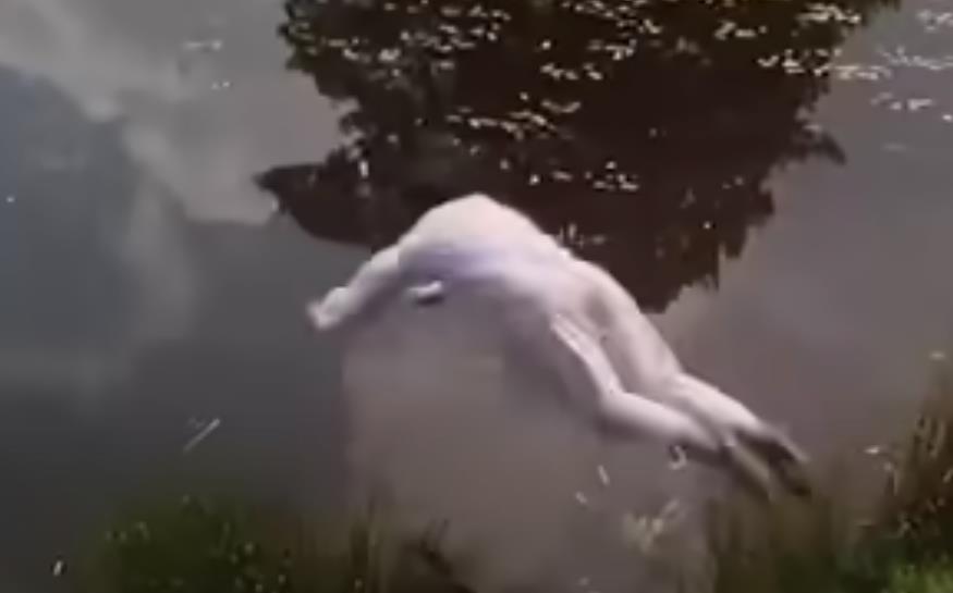 gordost i predrasude gospodin darsi 3.png