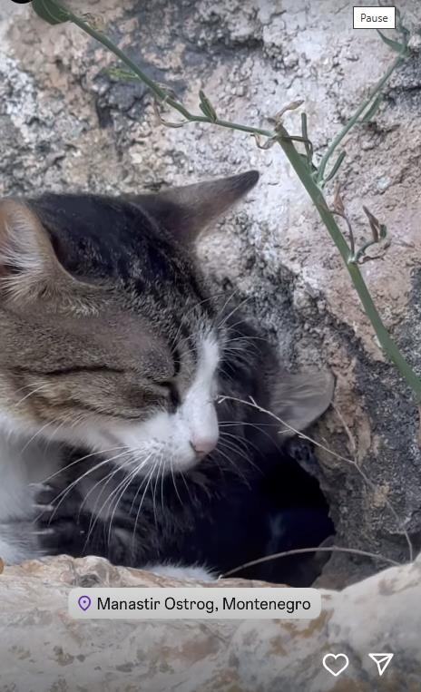 Mačke pod Ostrogom
