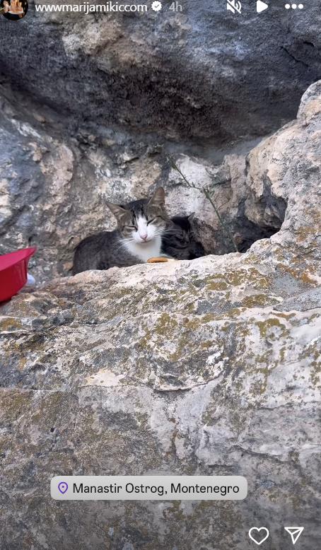 Marija Mikić slikala mačke pod Ostrogom