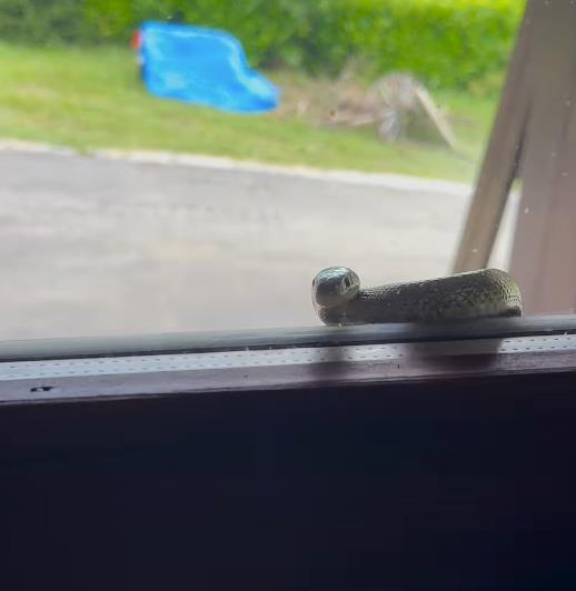 Rene Bitorajac uhvatio zmiju na prozoru