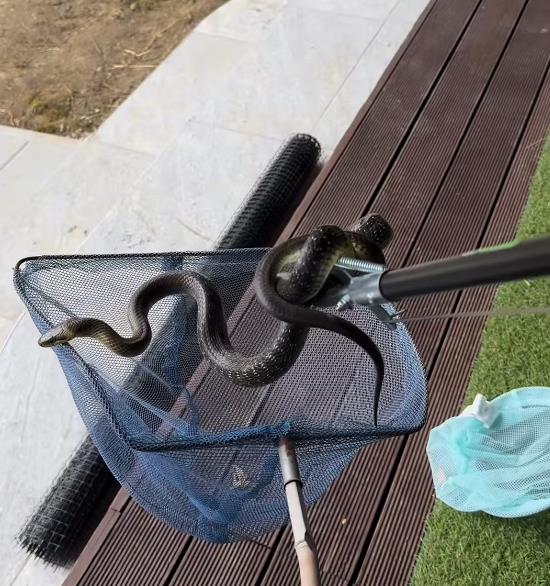 Rene Bitorajac uhvatio zmiju na prozoru