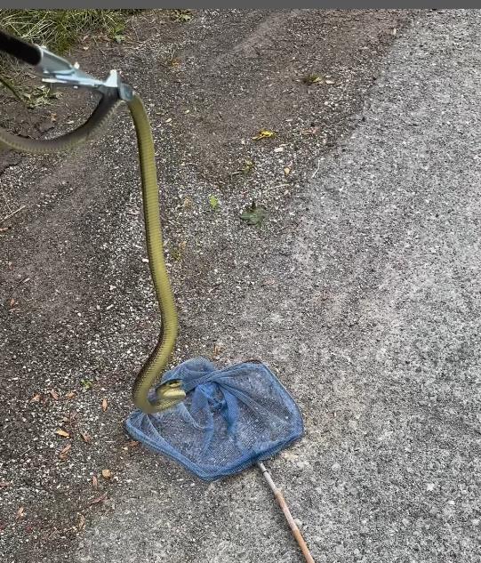 Screenshot 2025-07-17 085409.png