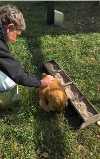 Kutak na selu Elen Dedženeris.jpg