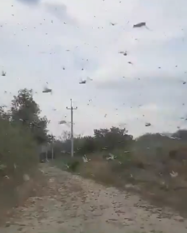 ukrajina skakavac (2).png