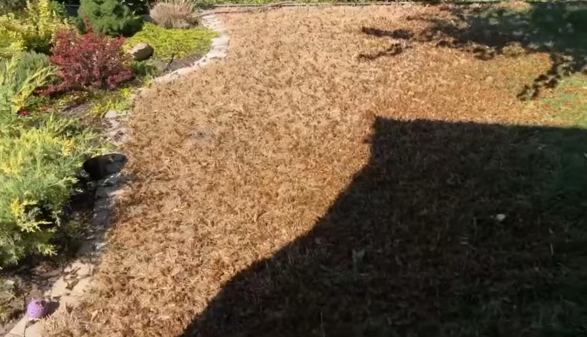 ukrajina skakavac (7).png