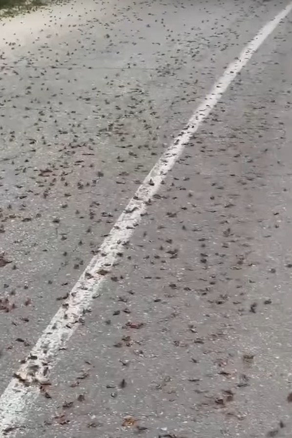 ukrajina skakavac (9).png