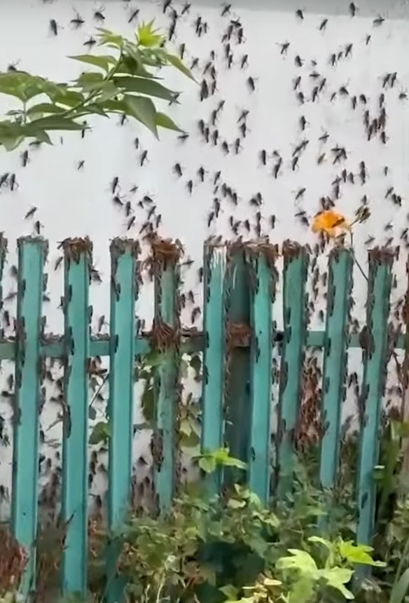 ukrajina skakavac (10).png