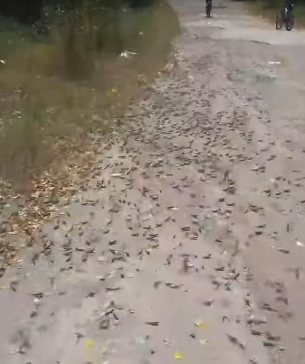 ukrajina skakavac (11).png