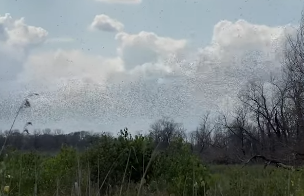 ukrajina skakavac (12).png