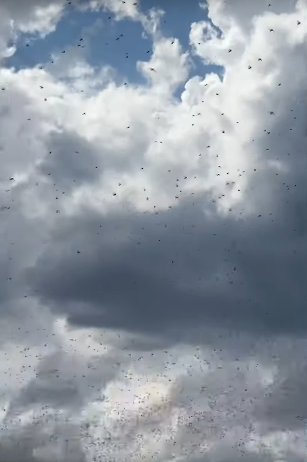 ukrajina skakavac (13).png