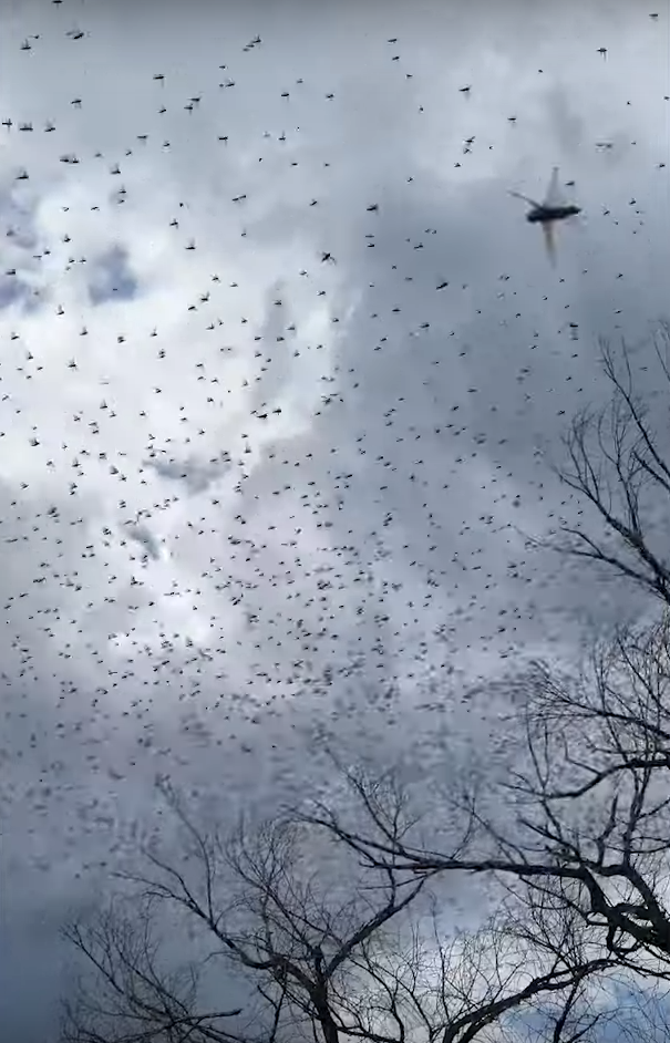 ukrajina skakavac (14).png