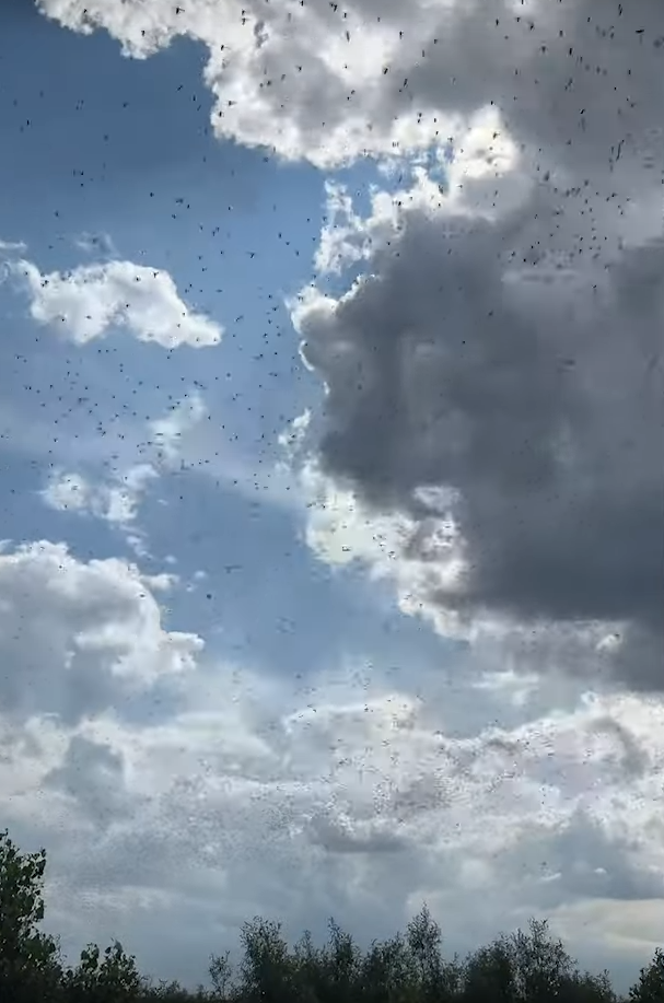 ukrajina skakavac (15).png