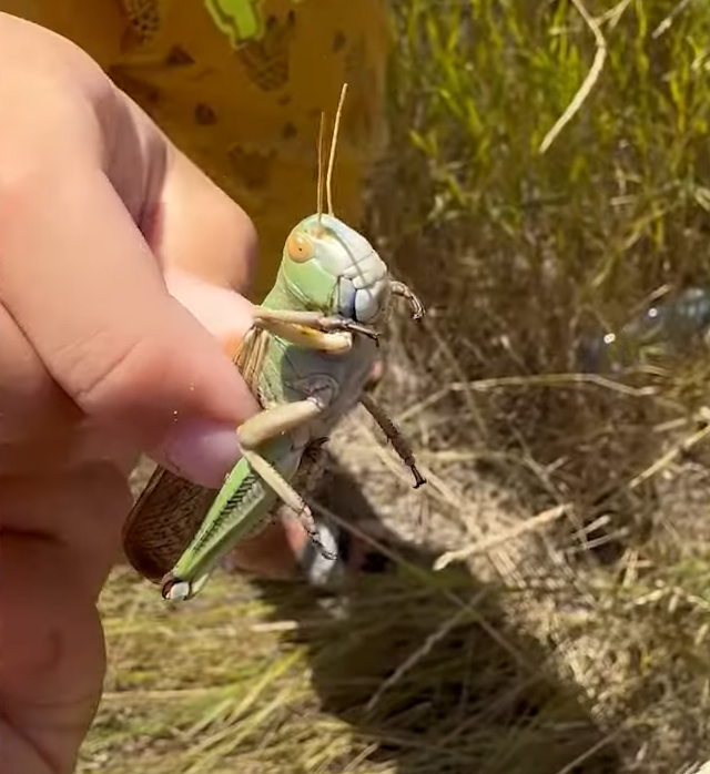 ukrajina skakavac (16).png