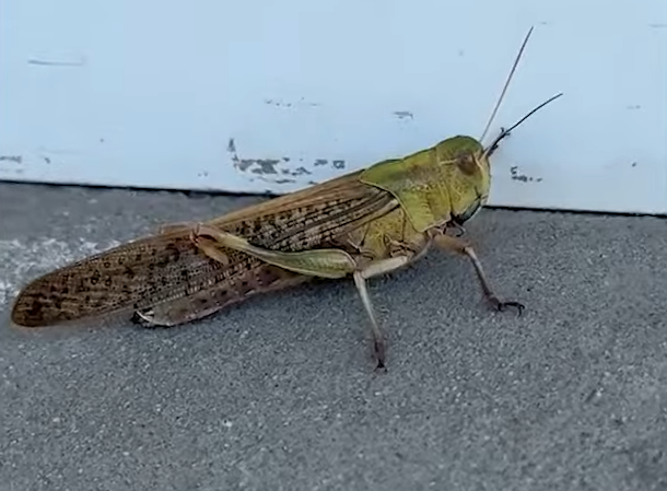 ukrajina skakavac (18).png