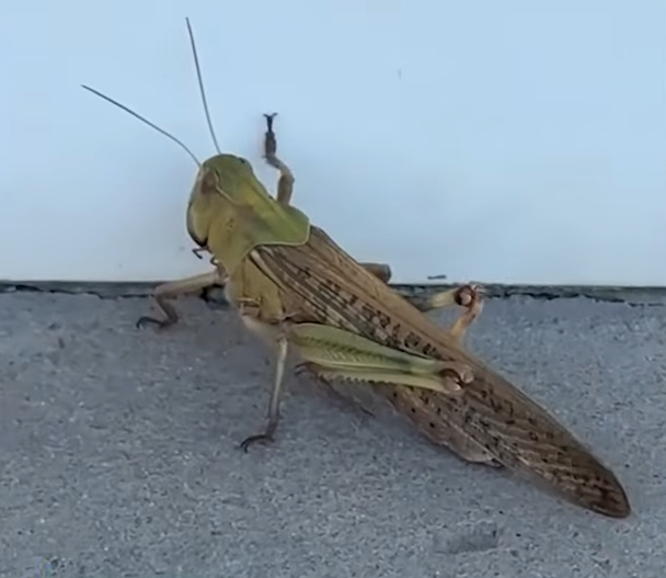 ukrajina skakavac (19).png