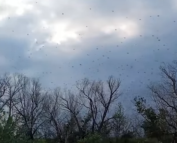 ukrajina skakavac (20).png