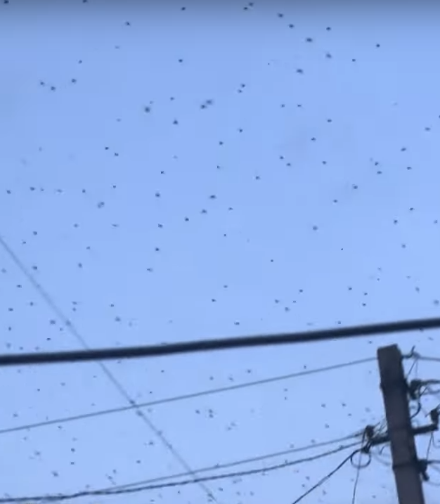 ukrajina skakavac (21).png