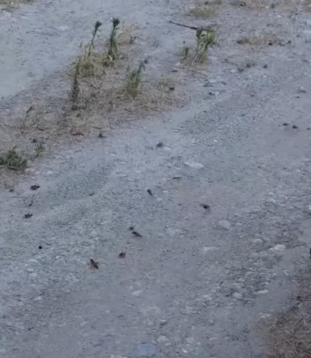 ukrajina skakavac (22).png