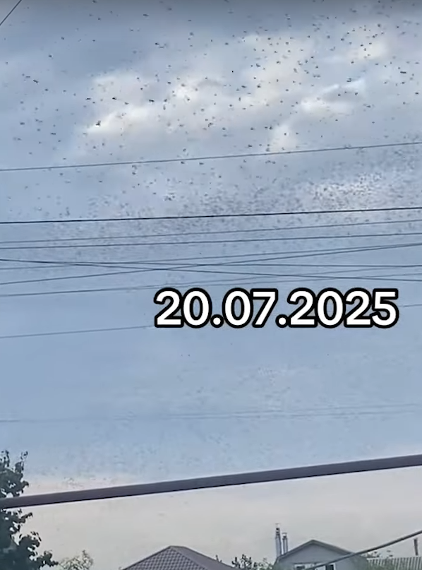 ukrajina skakavac (1).png