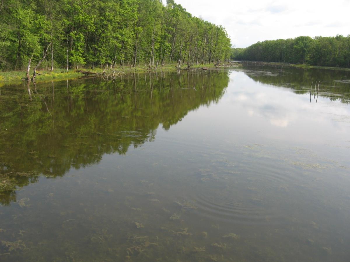 Bosutska šuma 2.jpg