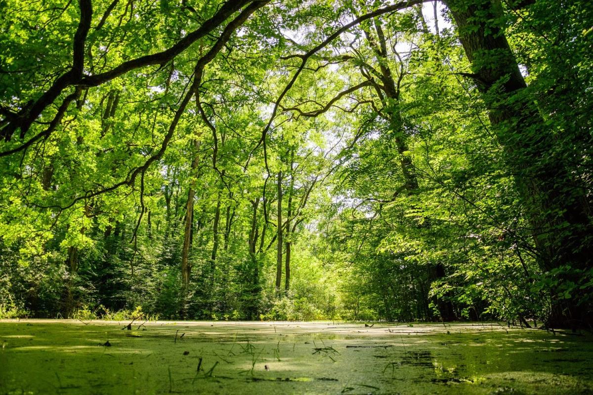 Bosutska šuma 3.jpg