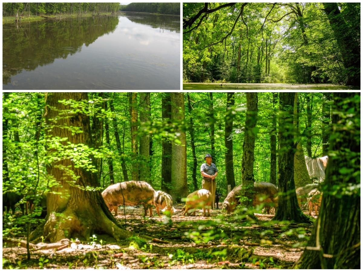 Bosutska šuma 4.png