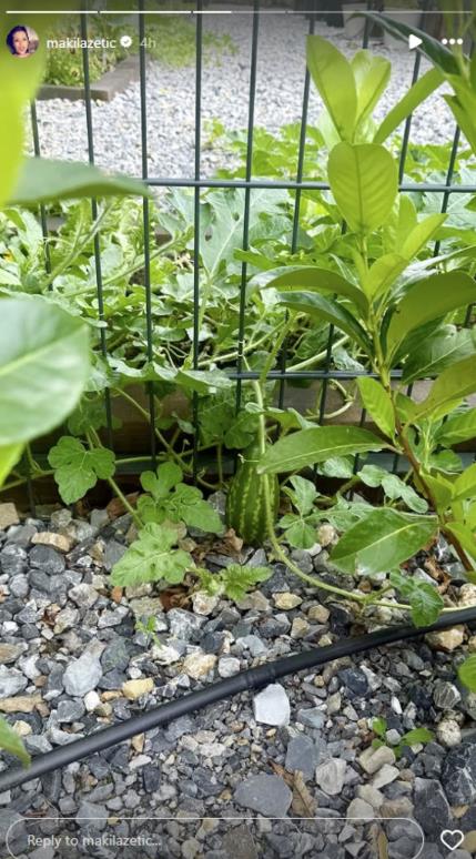 Dvorište Sonje Lazetić puno lubenica