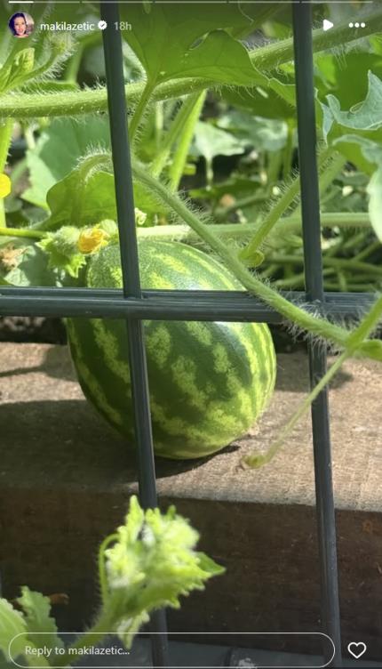 Dvorište Sonje Lazetić puno lubenica