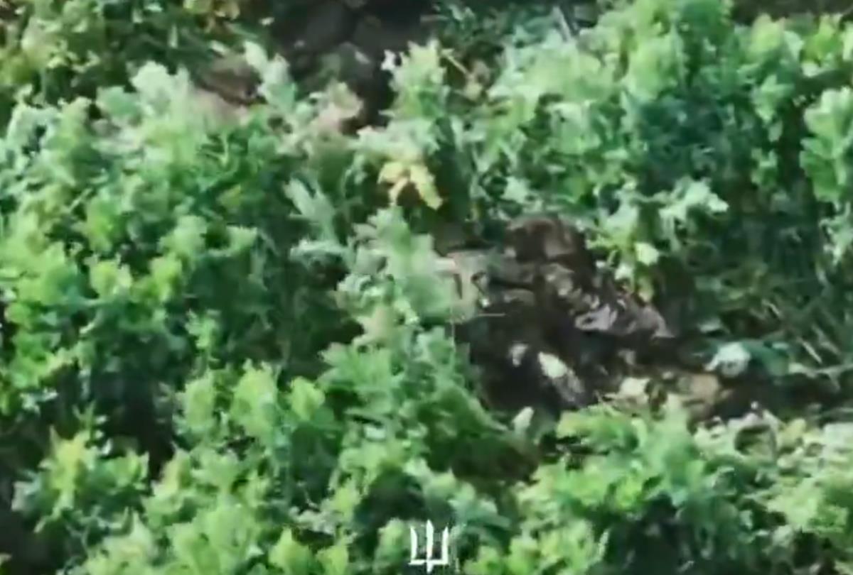 Screenshot 2025-08-05 112516.png