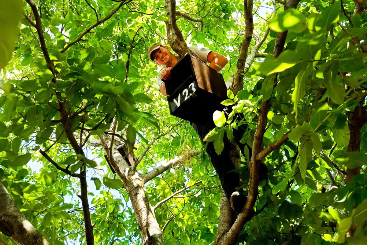 Postavljanje kutije za sive vetruške, foto Kristina Milošević.png