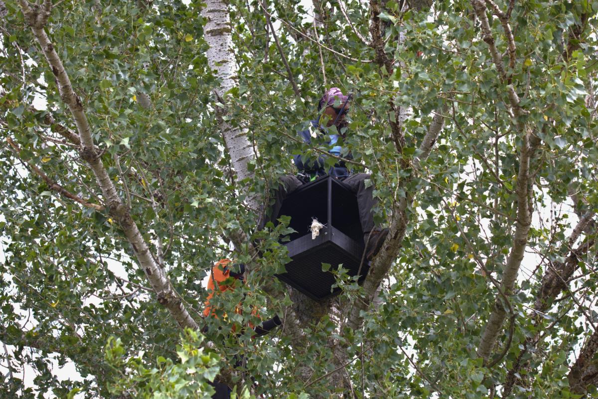 Postavljanje kutije za stepske sokolove, foto Uroš Stojiljković.png