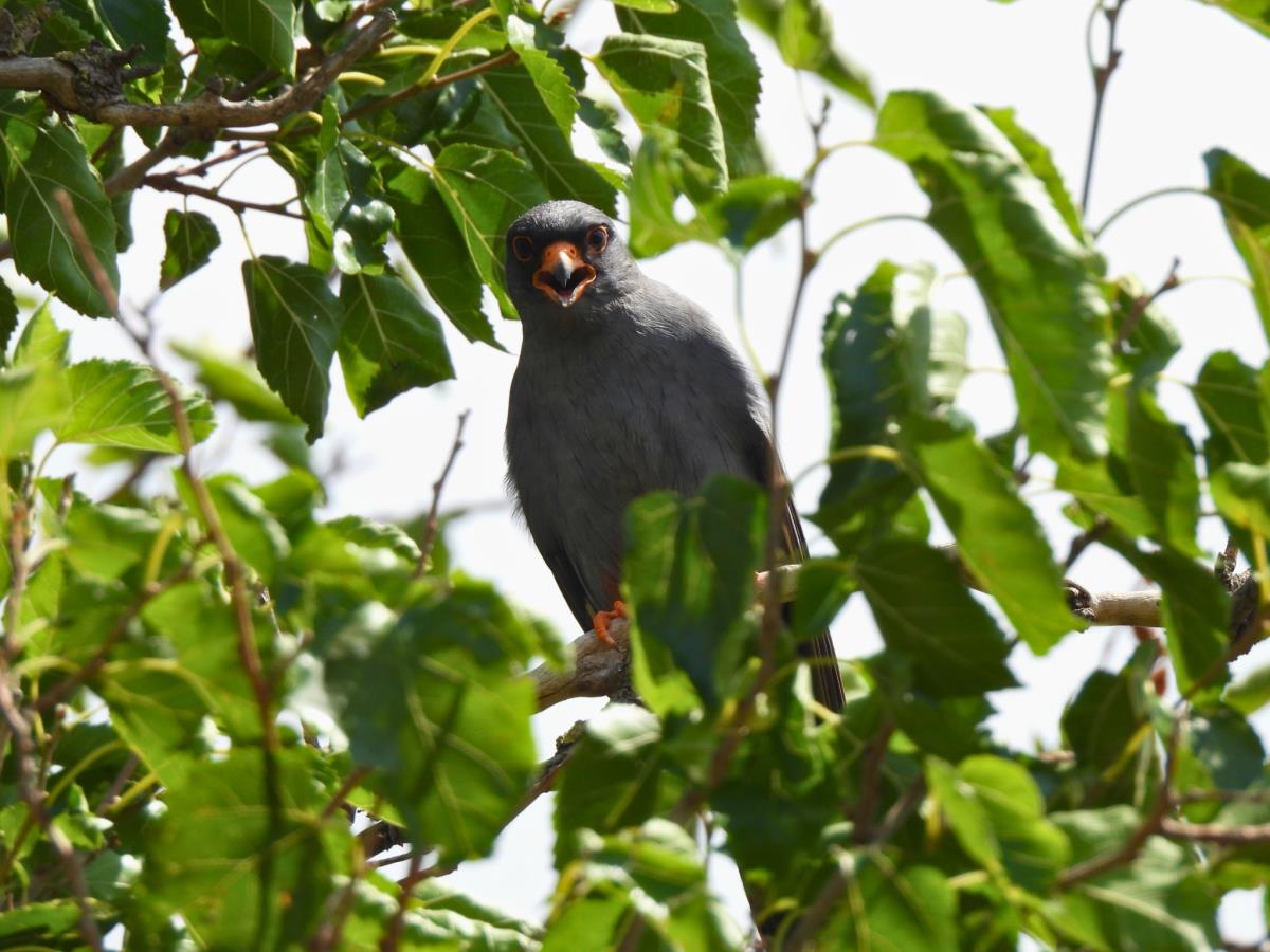 Siva vetruška, mužjak