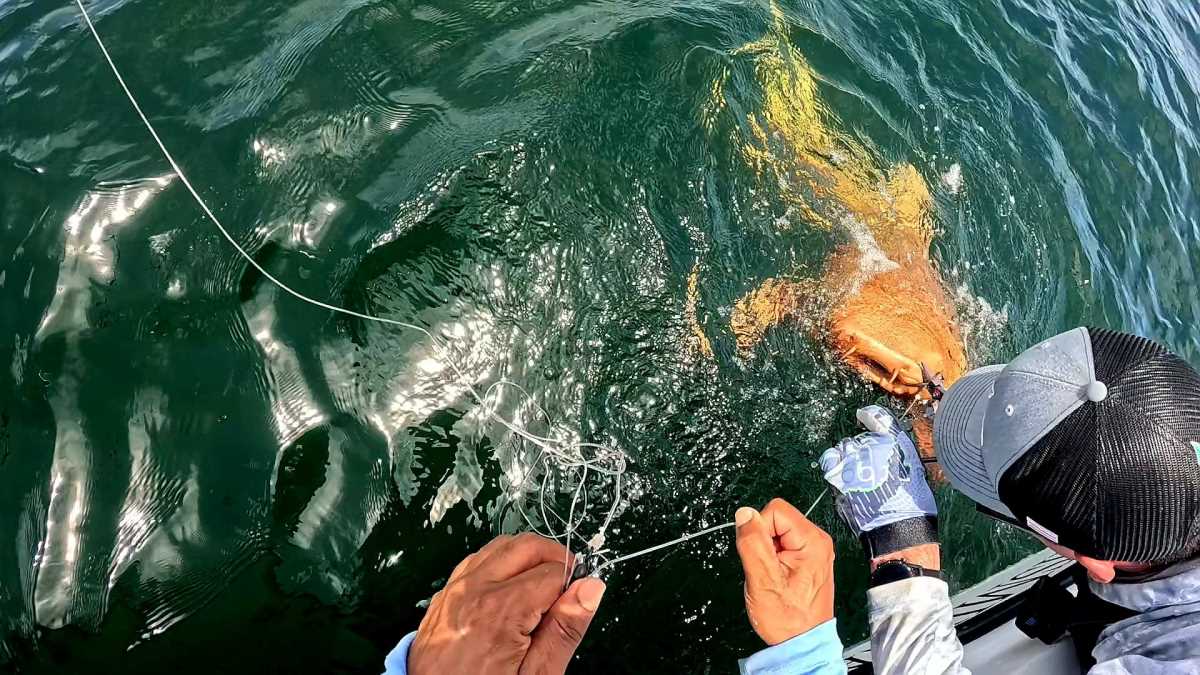 narandzasta ajkula (3).jpg