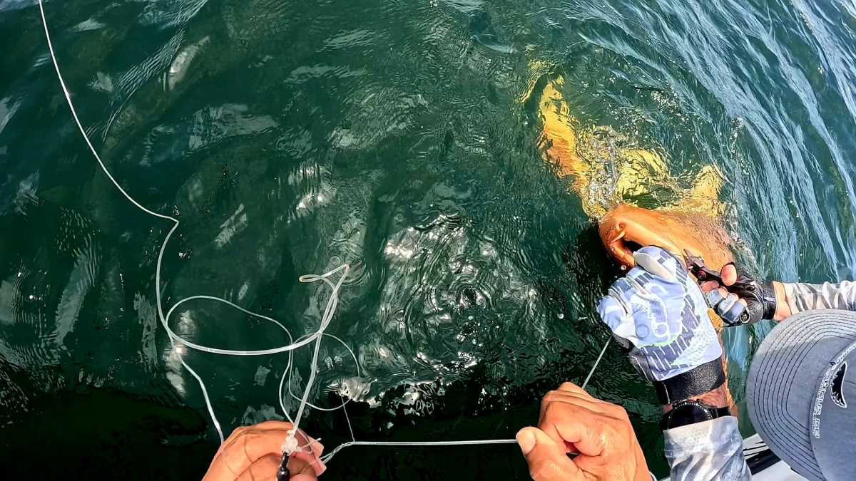 narandzasta ajkula (4).jpg