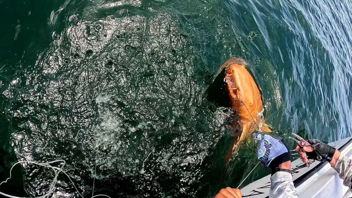 narandzasta ajkula (5).jpg