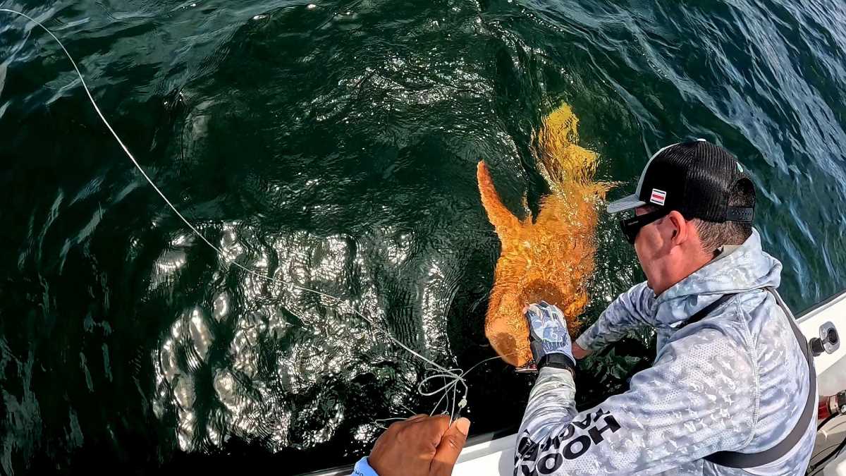 narandzasta ajkula (7).jpg