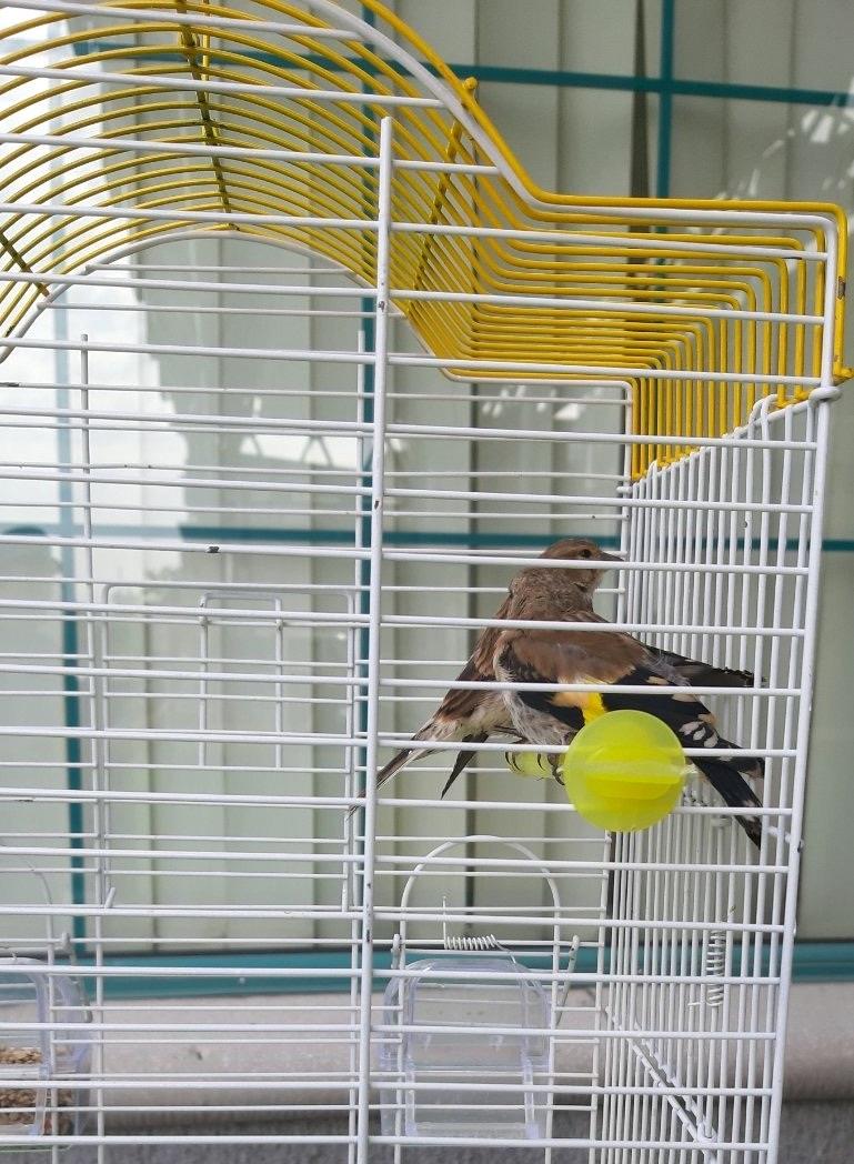 Pokušaj krijumčarenja Zlatnog papagaja