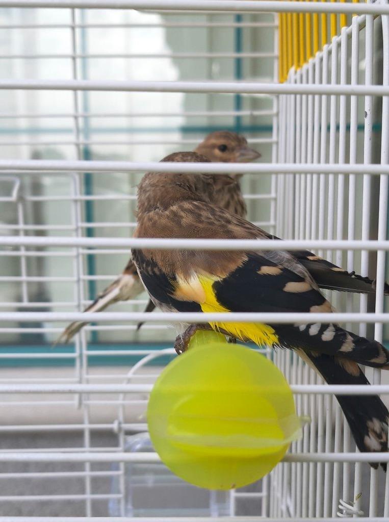 Pokušaj krijumčarenja Zlatnog papagaja