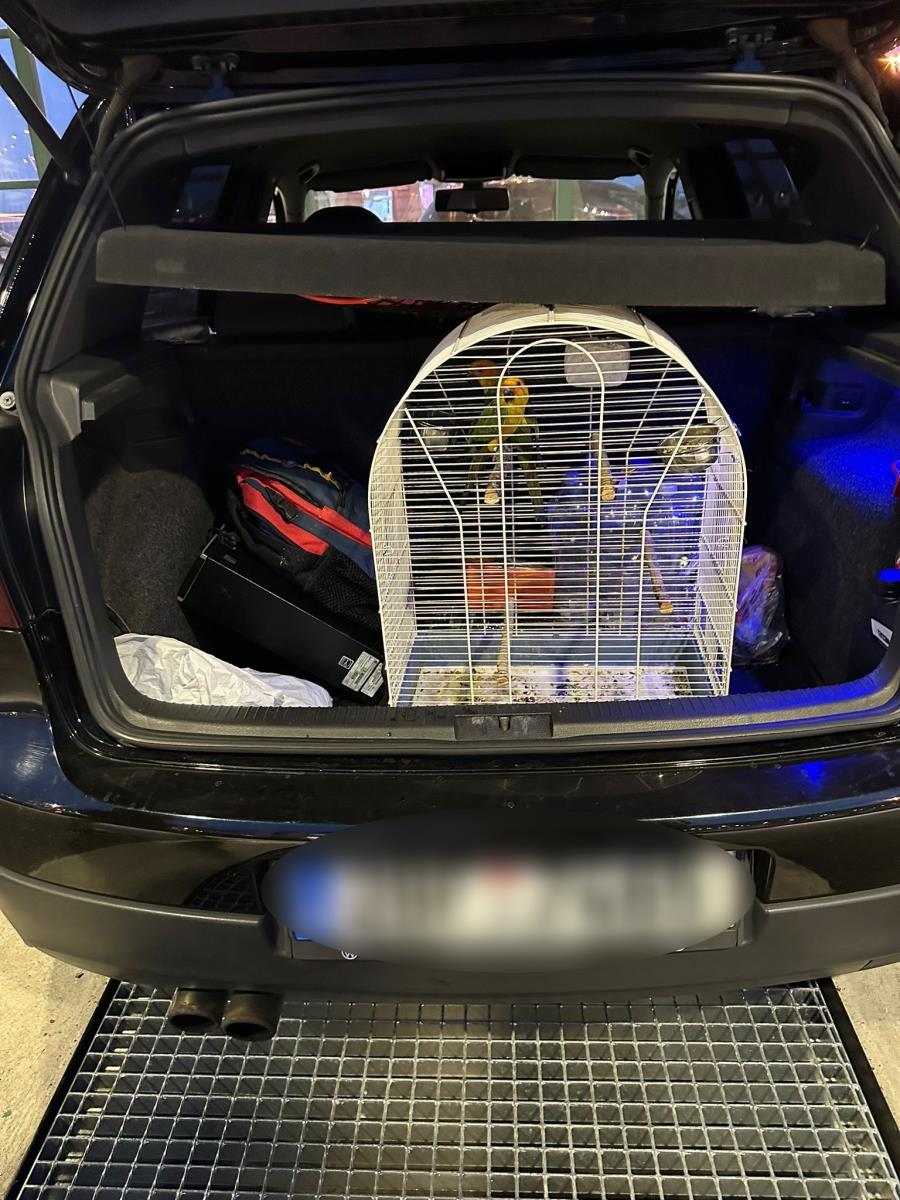 Pokušaj krijumčarenja Zlatnog papagaja