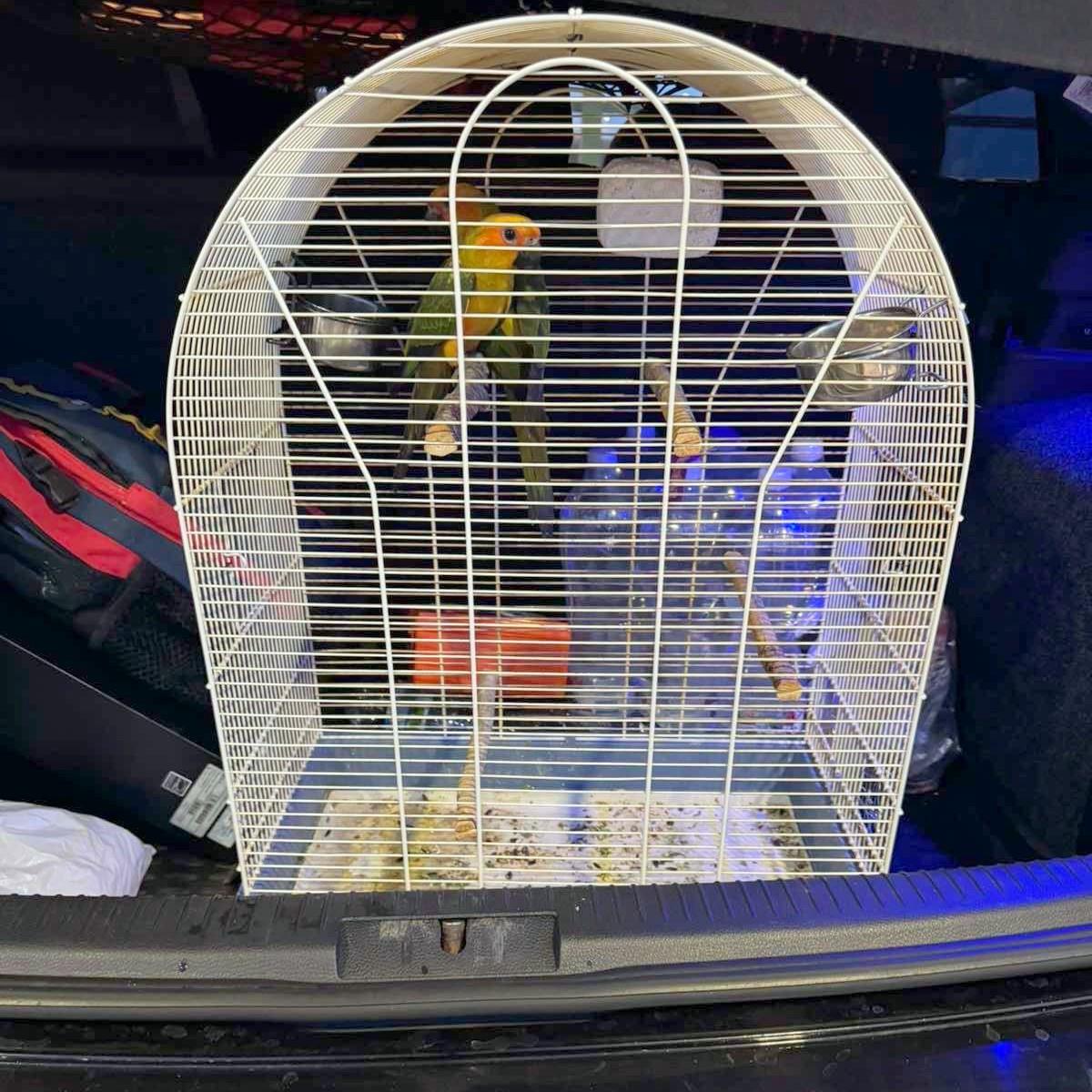 Pokušaj krijumčarenja Zlatnog papagaja