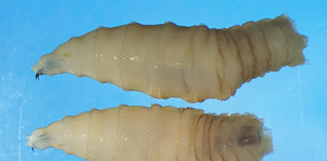 Screenshot 2025-08-25 072206.png