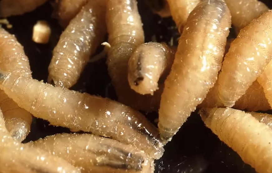 Screenshot 2025-08-25 072213.png