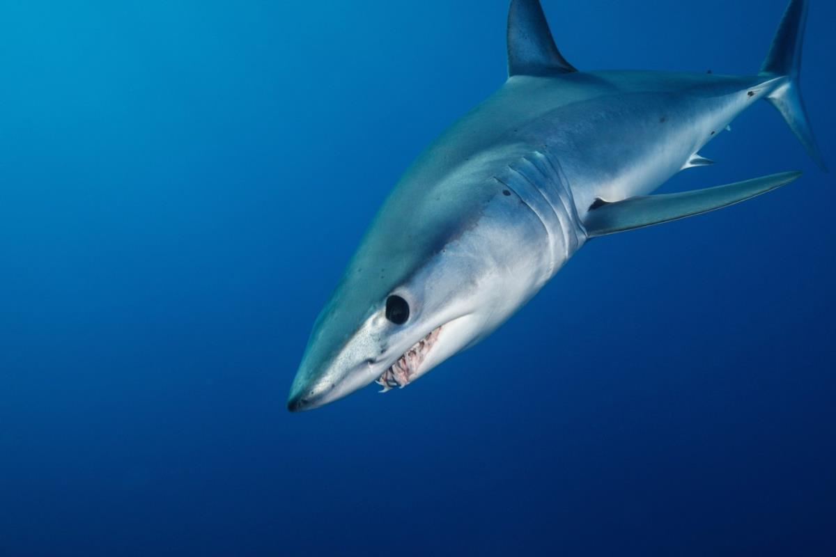 Ajkula Shortfin Mako Shark