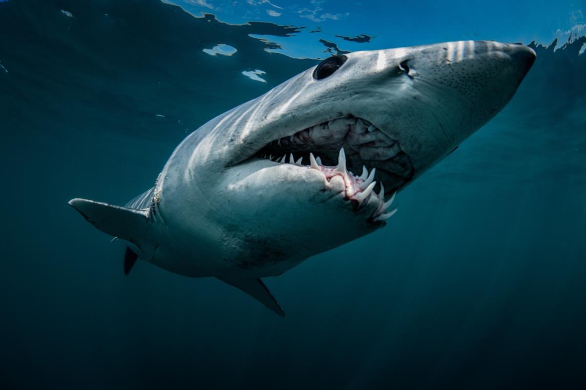 Ajkula Shortfin Mako Shark