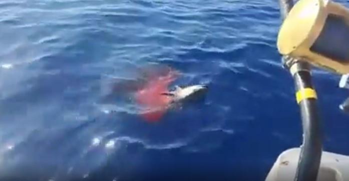 ajkula reddit (1).jpg