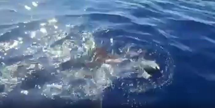 ajkula reddit (2).jpg