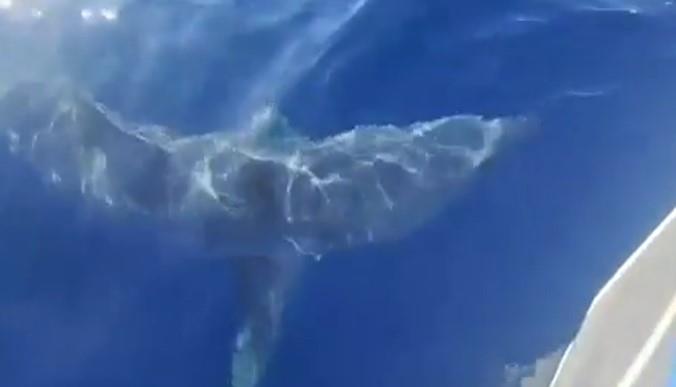 ajkula reddit (3).jpg