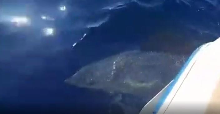 ajkula reddit (4).jpg