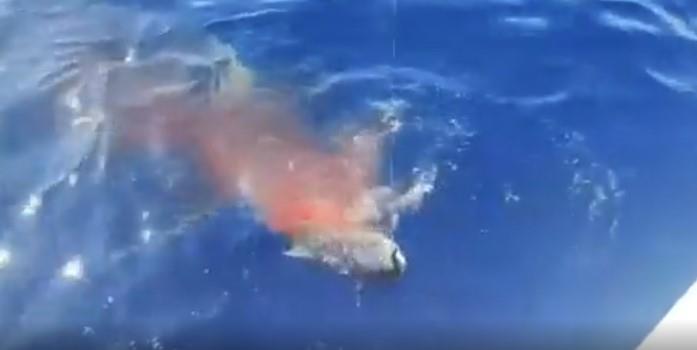 ajkula reddit (6).jpg